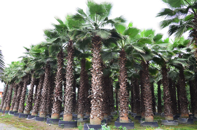 第六苗木基地（棕櫚類、楊梅生產(chǎn)）
